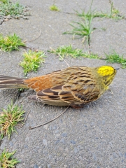 Emberiza citrinella caliginosa