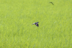 Tachycineta albilinea