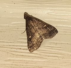 Tetanolita mynesalis