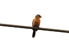 Sporophila minuta
