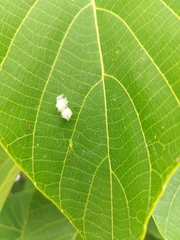 Tetragnatha squamata