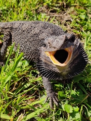 Pogona barbata
