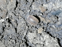 Porcellio dilatatus