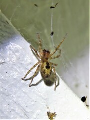 Amaurobius fenestralis