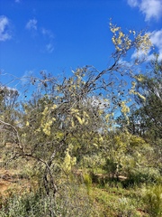Hakea leucoptera leucoptera