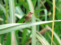 Sporophila