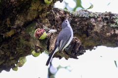 Polioptila albiloris