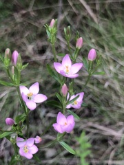 Centaurium