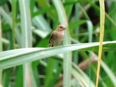 Sporophila