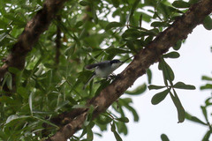 Polioptila albiloris