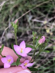 Centaurium