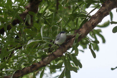 Polioptila albiloris