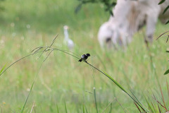 Sporophila morelleti