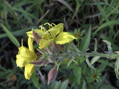 Oenothera elata