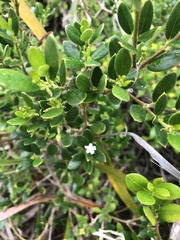 Alyxia buxifolia