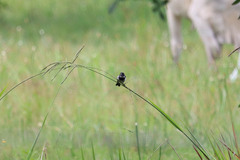 Sporophila morelleti