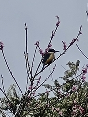 Todiramphus sanctus vagans