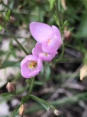 Centaurium