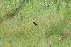 Sporophila morelleti