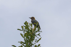 Melanerpes hoffmannii