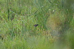 Sporophila morelleti