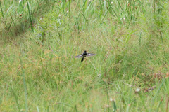 Sporophila morelleti