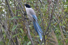 Cyanopica cyanus