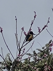 Todiramphus sanctus vagans