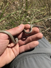 Masticophis bilineatus