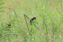 Sporophila morelleti