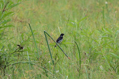 Sporophila morelleti