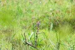 Sporophila