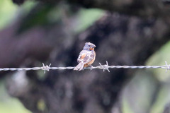 Sporophila minuta