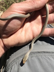 Masticophis bilineatus