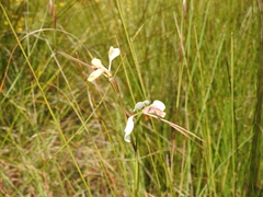 Diuris alba