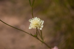Scabiosa