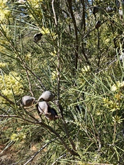 Hakea tephrosperma