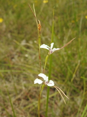 Diuris alba