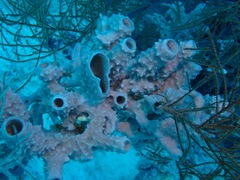Callyspongia
