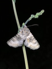 Hecatera dysodea