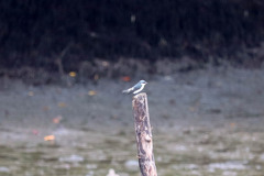 Tachycineta albilinea