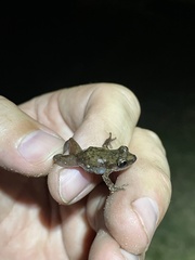 Eleutherodactylus campi