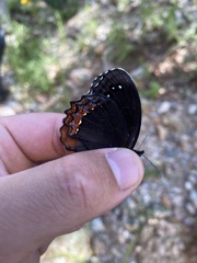 Gyrocheilus patrobas