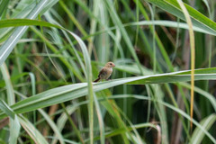 Sporophila minuta