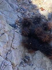 Echinocereus engelmannii engelmannii