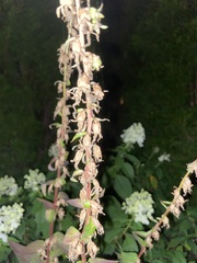 Campanula rapunculoides