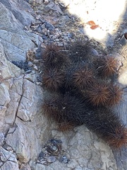 Echinocereus engelmannii engelmannii