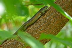 Trachylepis maculilabris