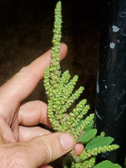 Amaranthus hybridus