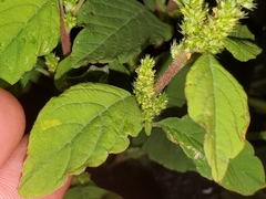 Amaranthus hybridus